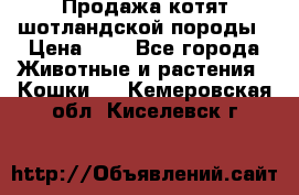 Продажа котят шотландской породы › Цена ­ - - Все города Животные и растения » Кошки   . Кемеровская обл.,Киселевск г.